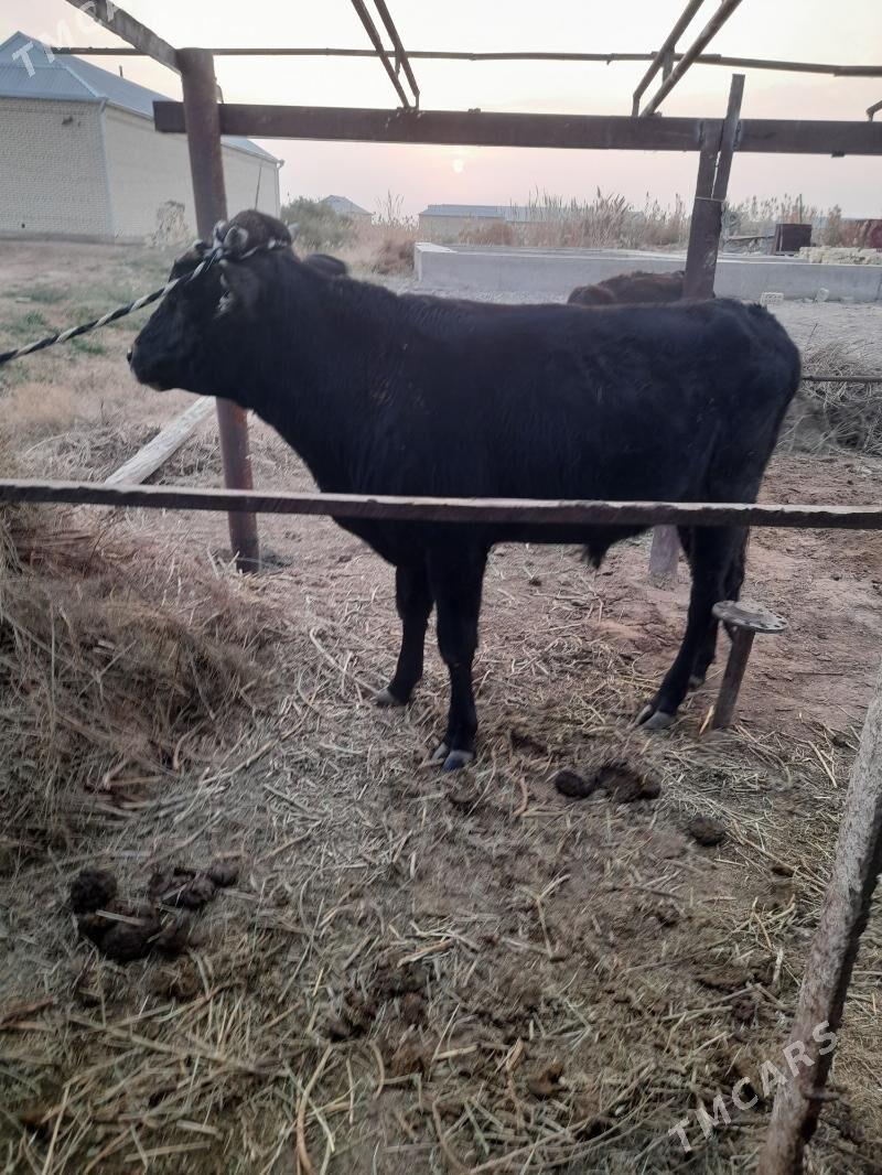 Meydan öküz - Мары - img 3