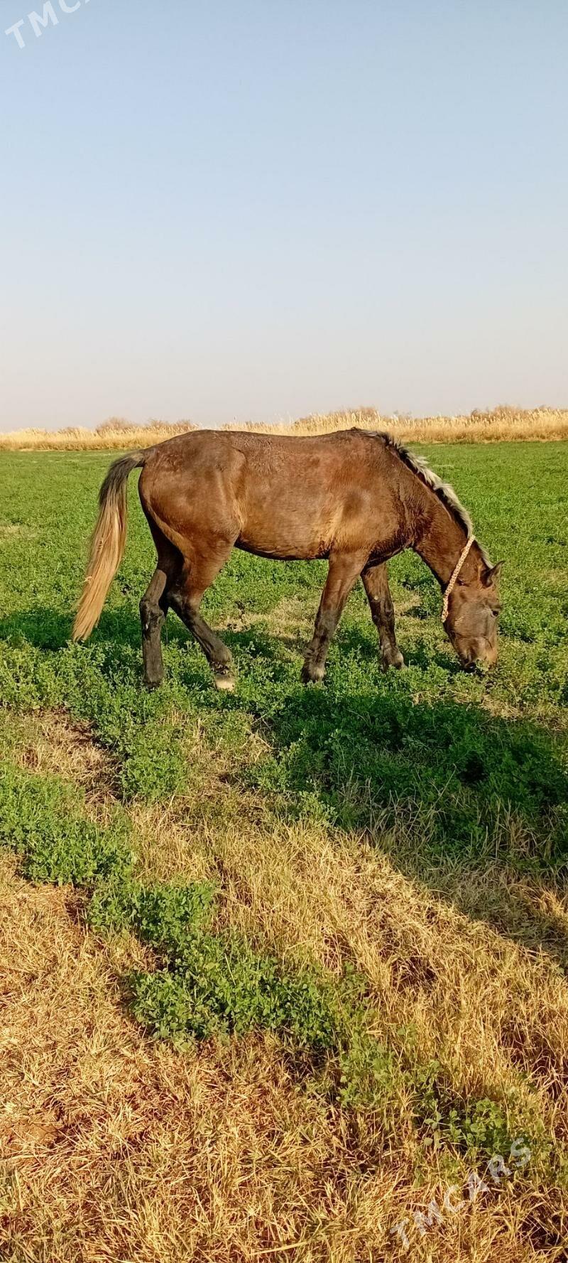 kömür - Теджен - img 2