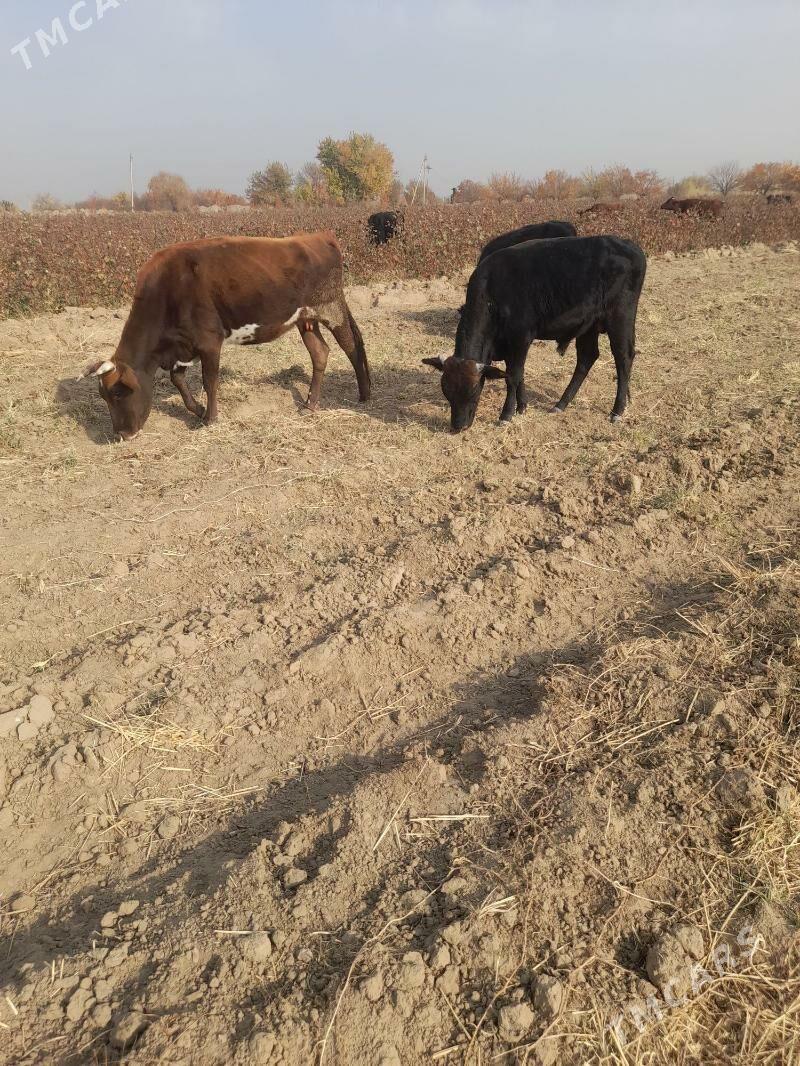 Meydan öküz - Мары - img 5