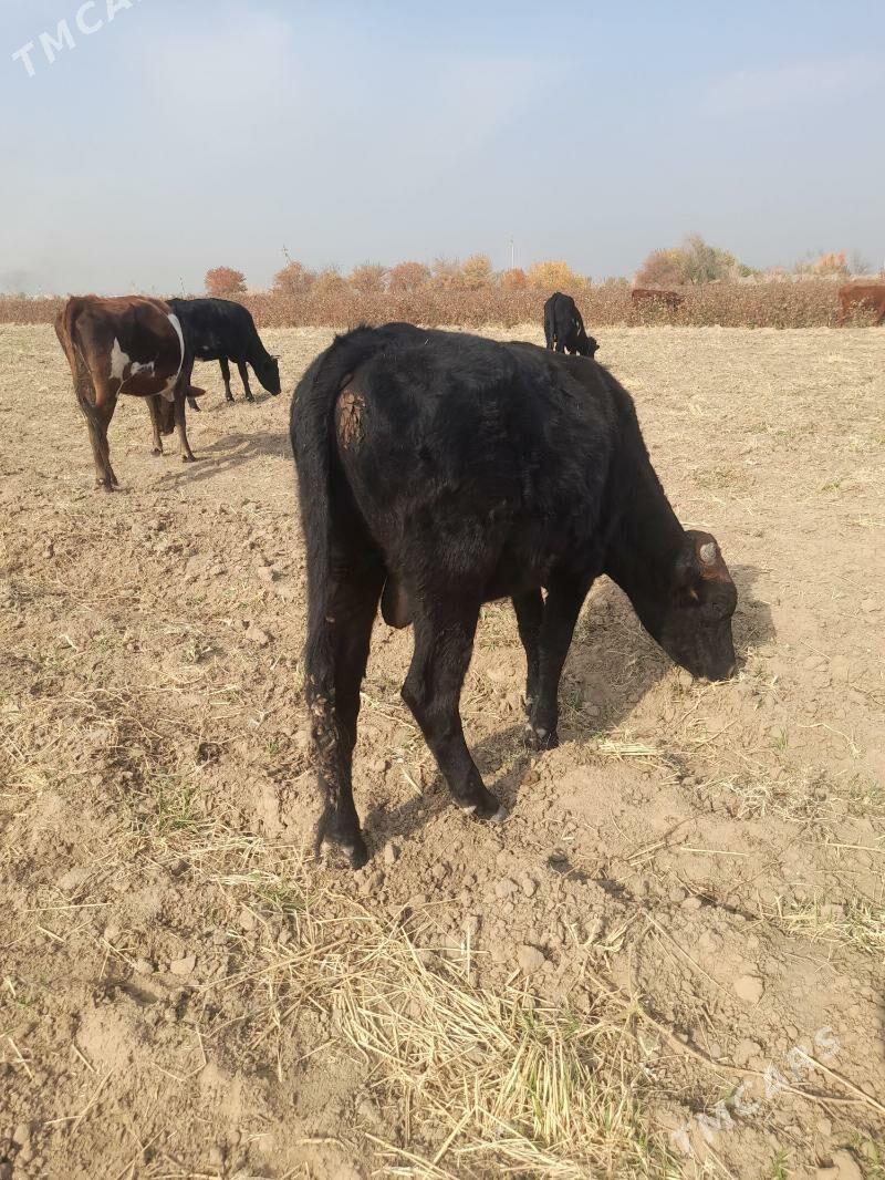 Meydan öküz - Мары - img 4