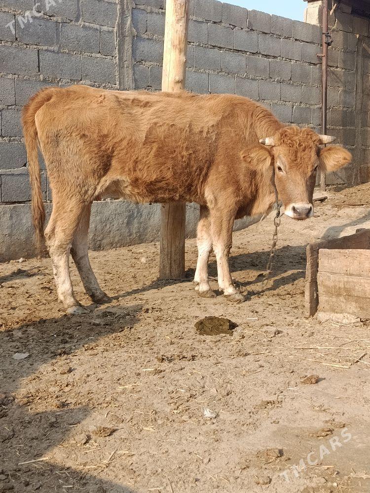 göleli sygyr - Bäherden - img 1