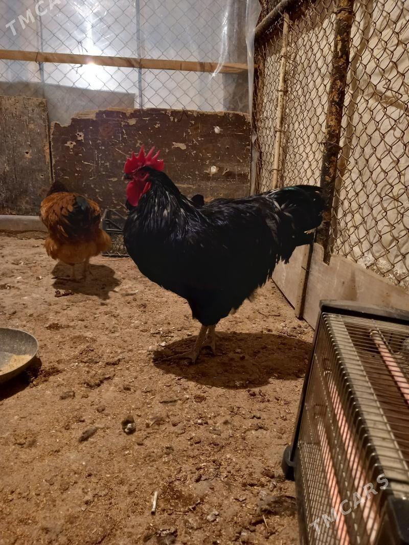 Yumurtga - Büzmeýin - img 5