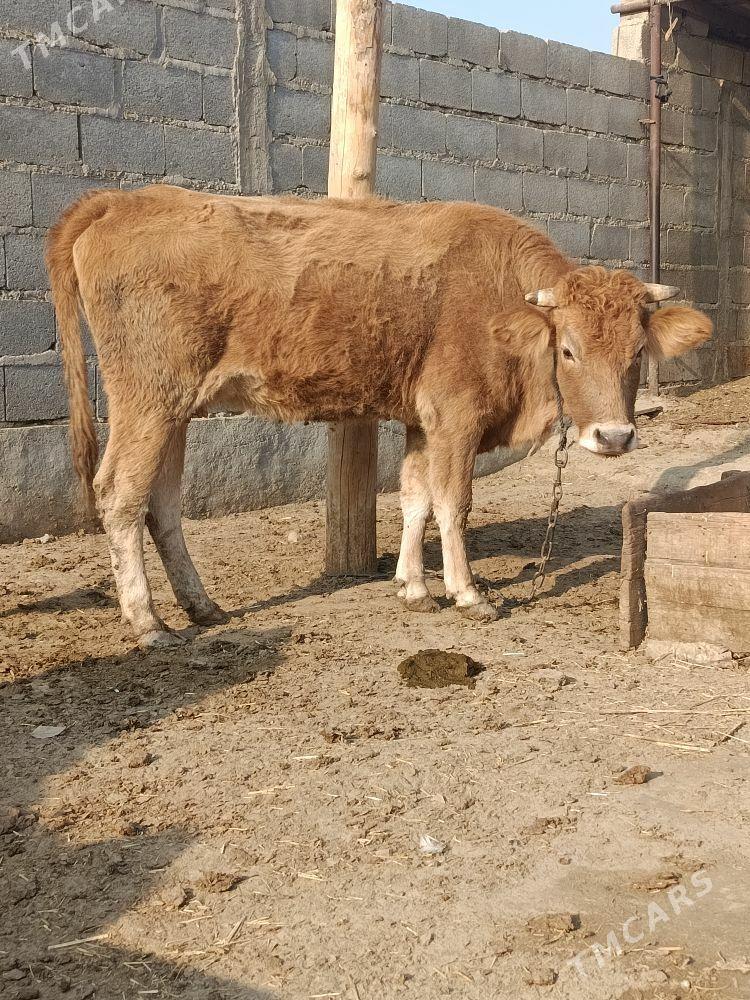 göleli sygyr - Bäherden - img 3