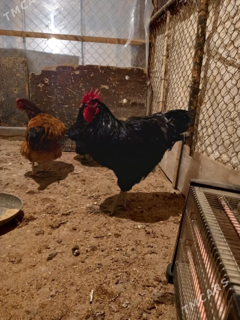 Yumurtga - Büzmeýin - img 4