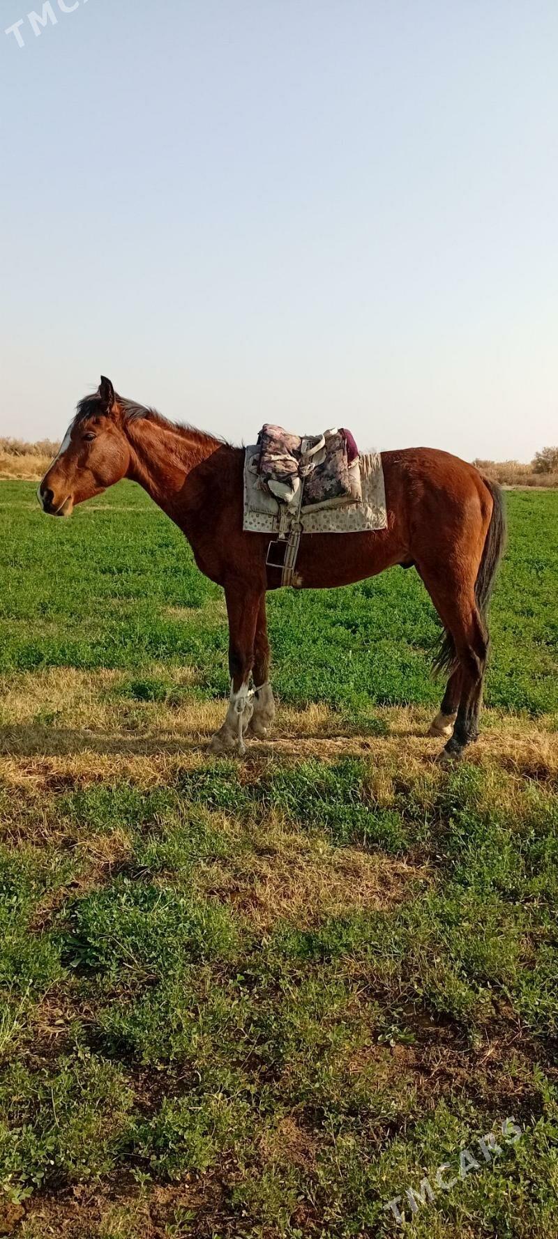 ÿalkym - Теджен - img 2