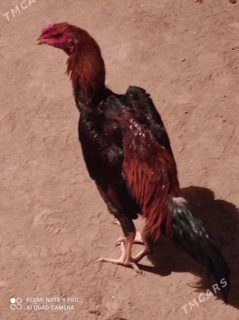 bayes ozbek juje - Чарджоу - img 2