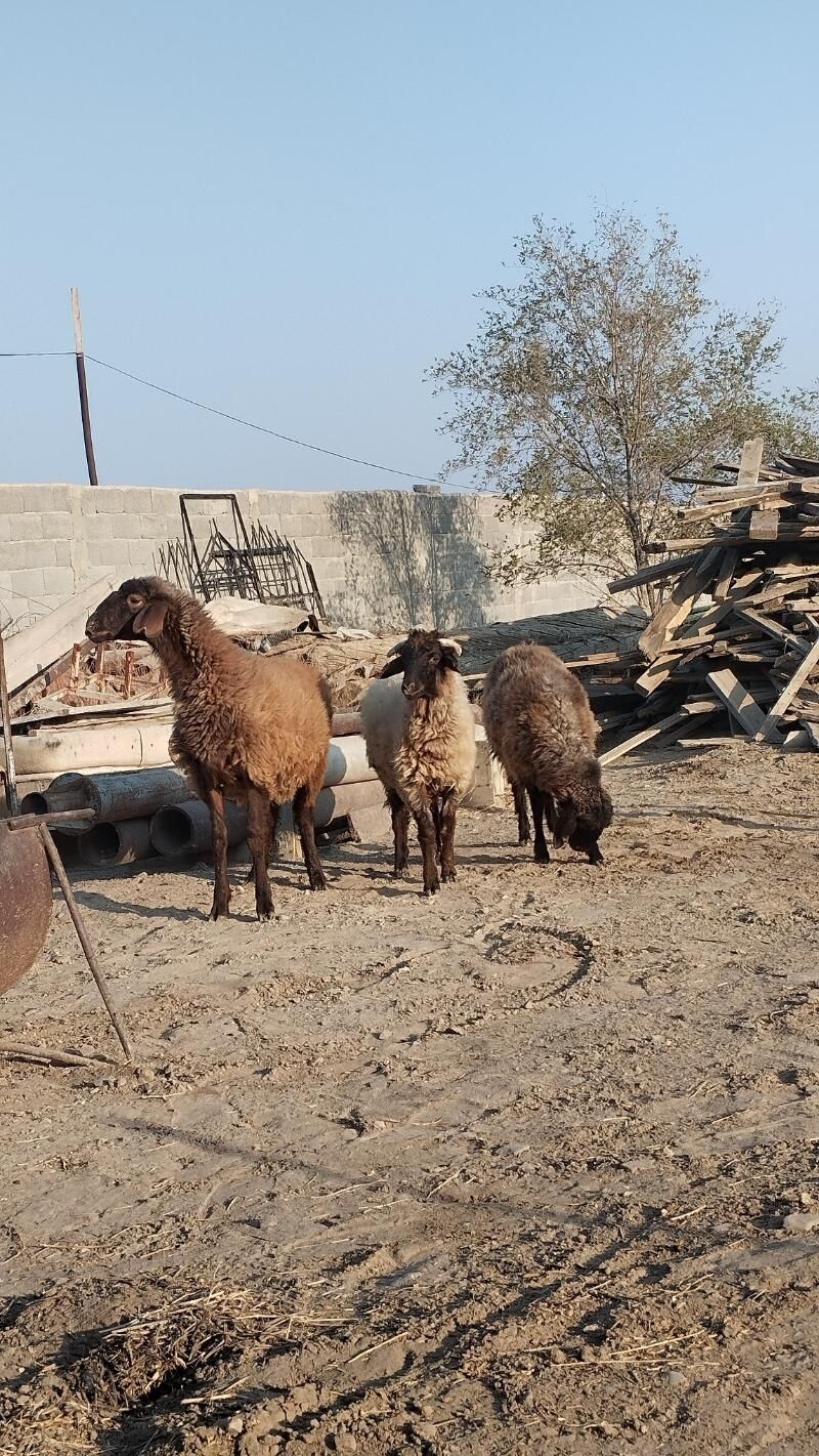 Tokli - Бахарден - img 3