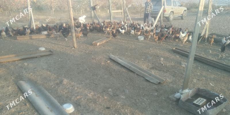 towuk juje - Гызыларбат - img 3