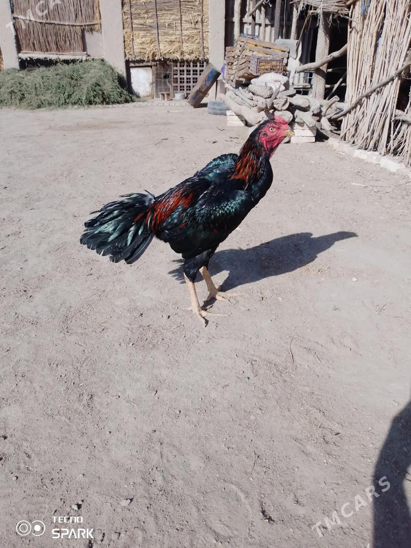 horaz - Gazojak - img 4