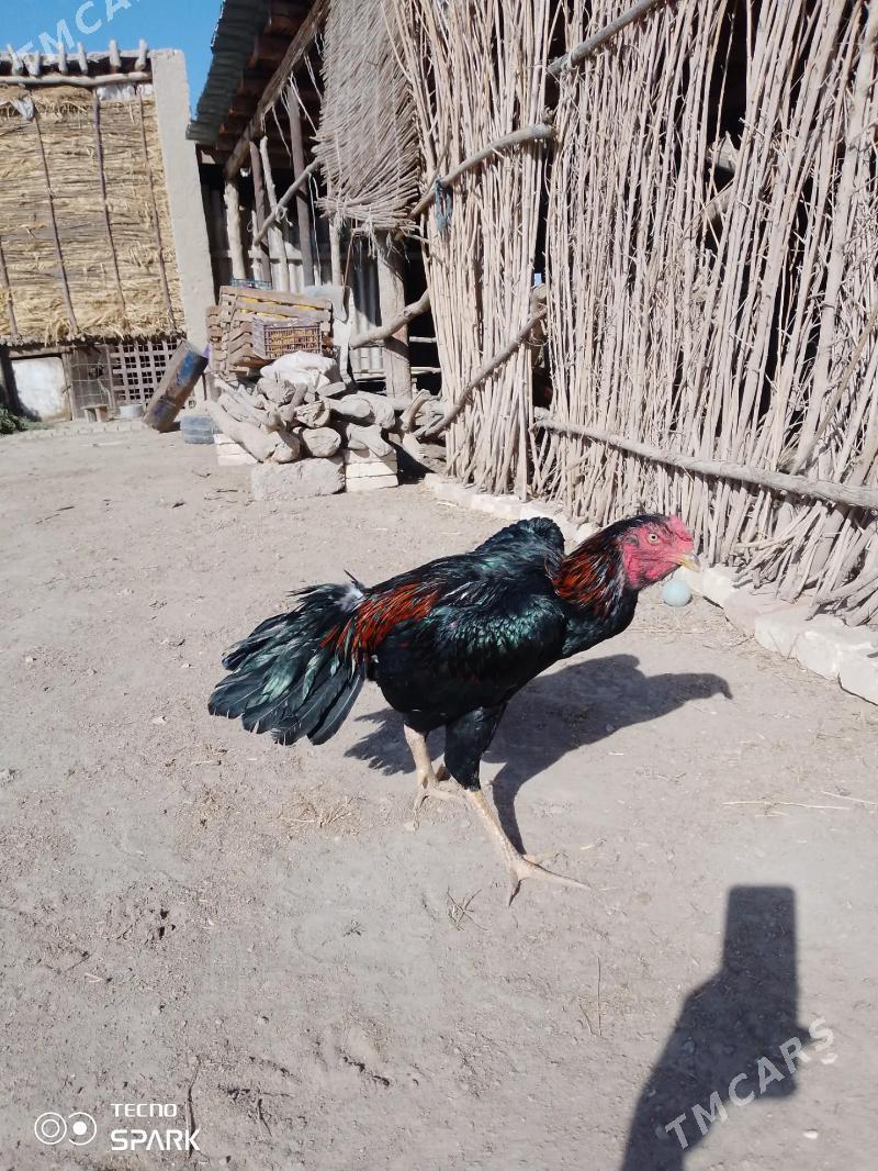 horaz - Gazojak - img 3