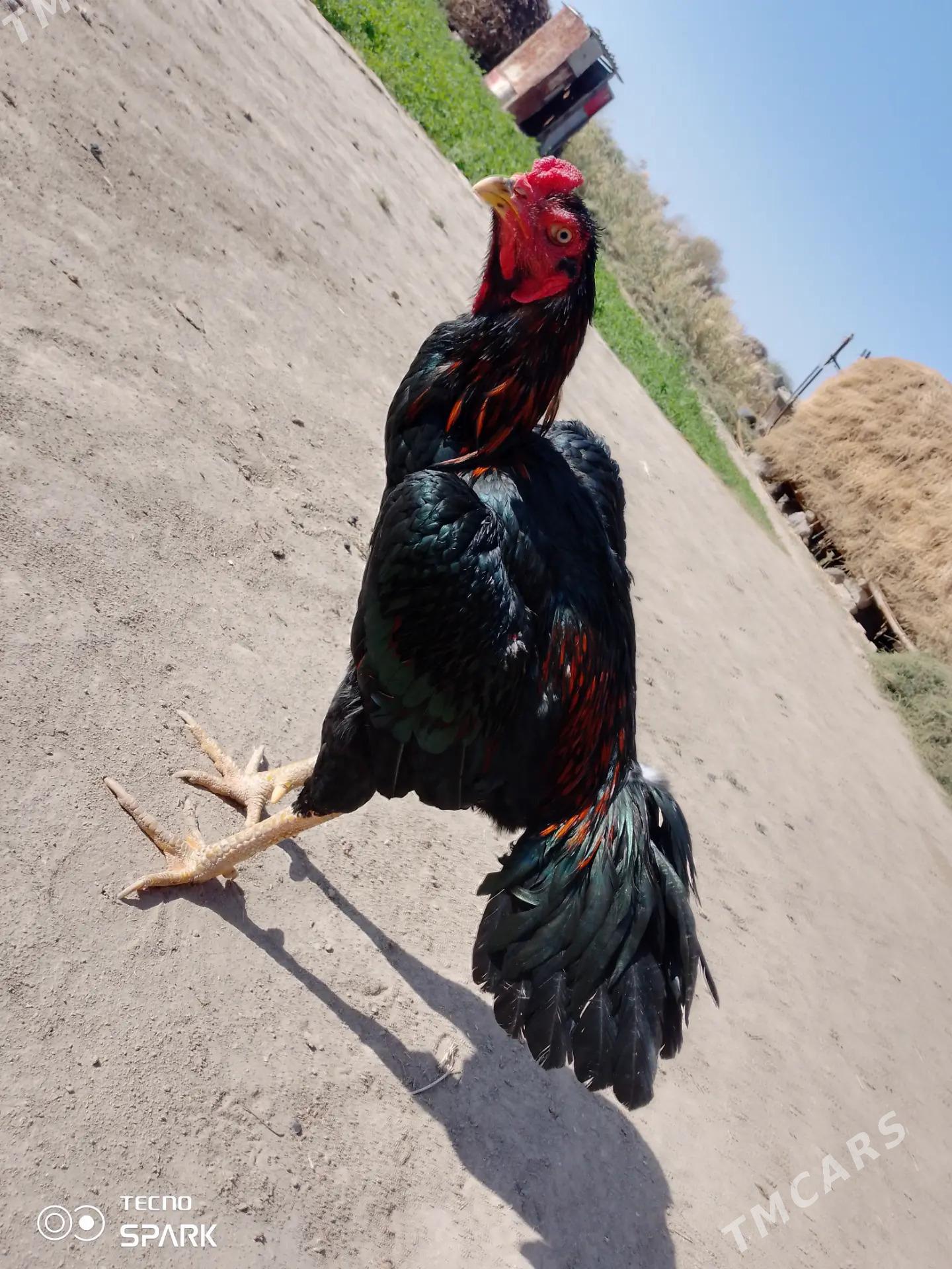 horaz - Gazojak - img 1