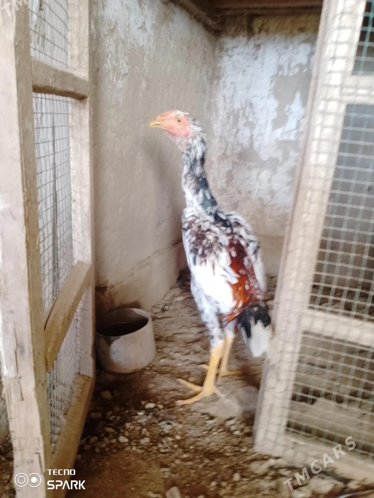 horaz - Gazojak - img 5