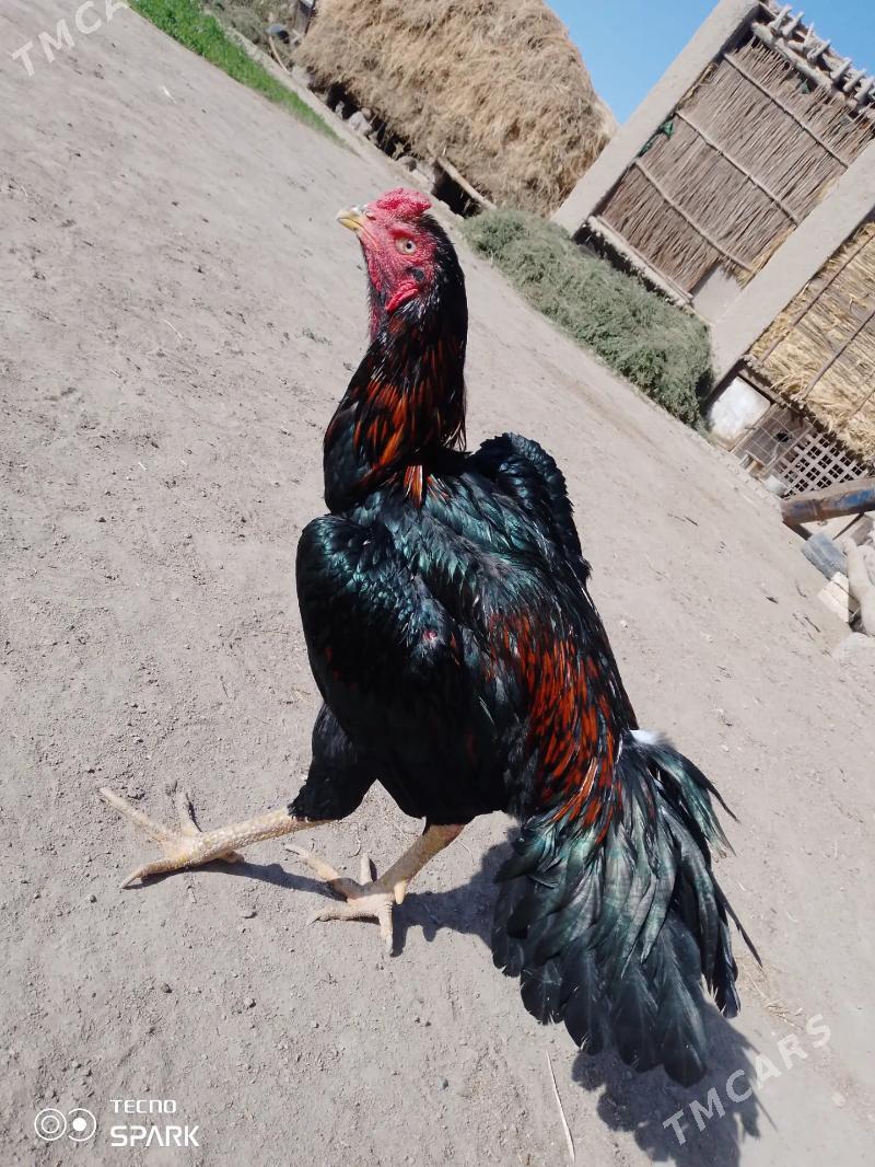 horaz - Gazojak - img 2