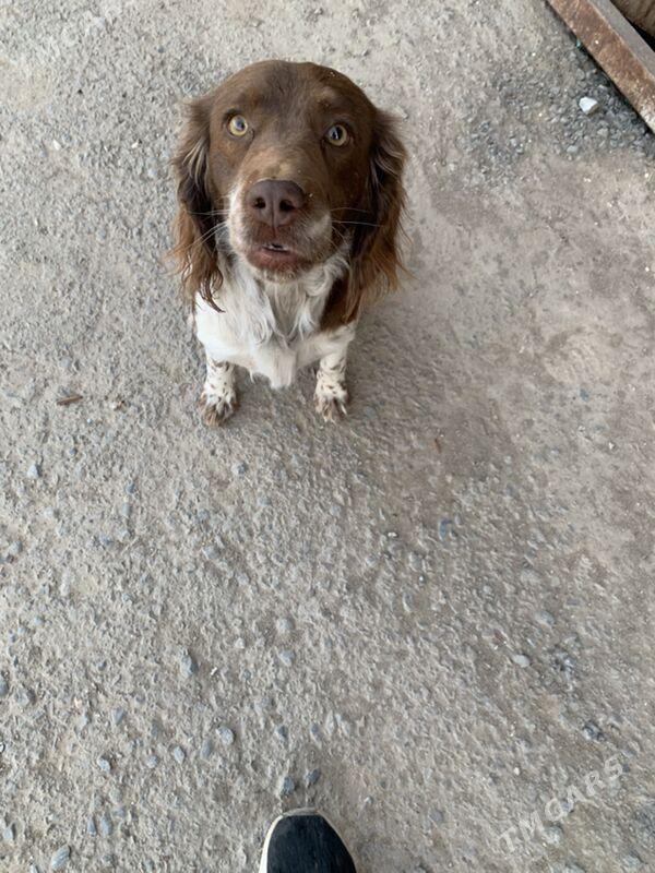 Ohotniçy spanel awçy - Änew - img 2