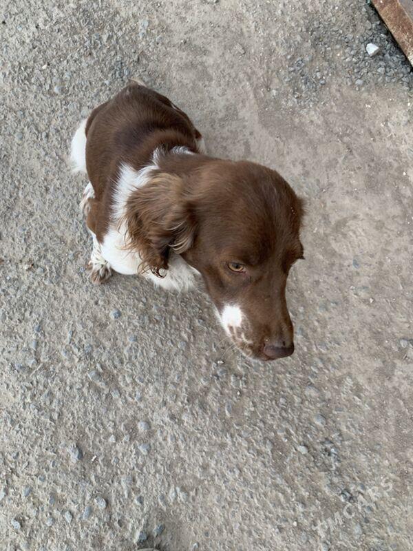 Ohotniçy spanel awçy - Änew - img 3