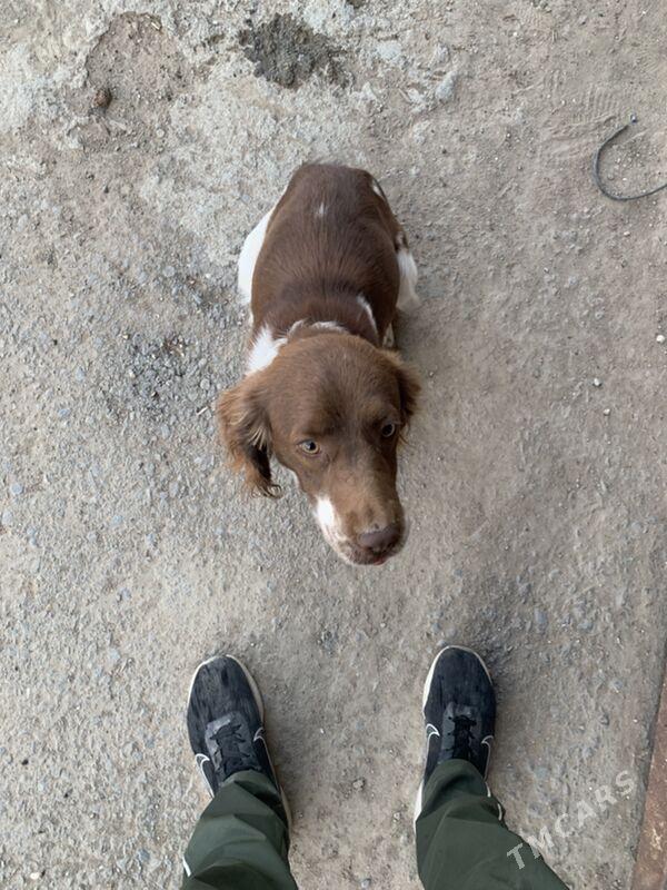 Ohotniçy spanel awçy - Änew - img 4