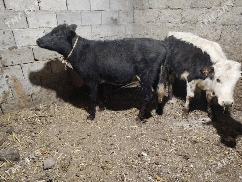 Tuwe - Бузмеин - img 2