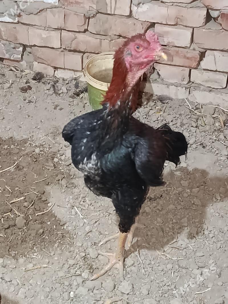 Bayes horazlar - Байрамали - img 6