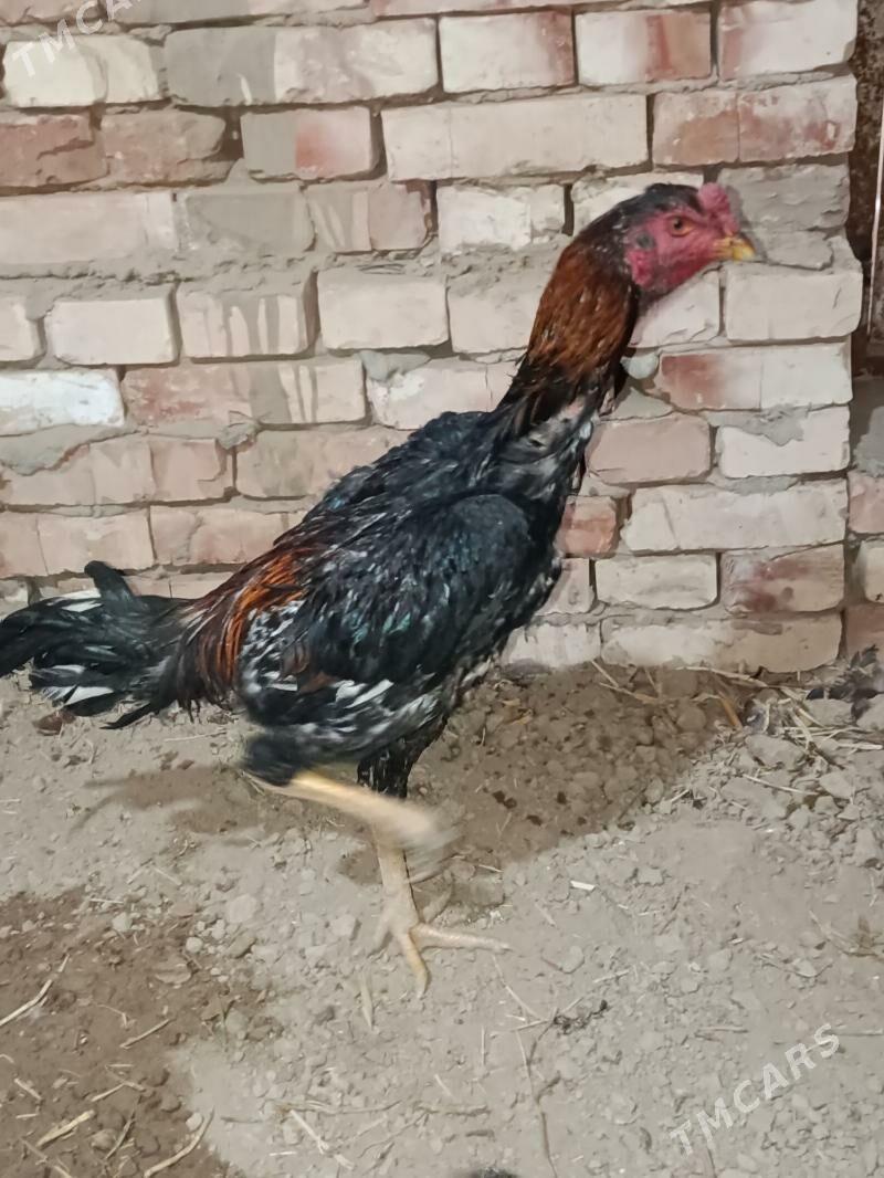 Bayes horazlar - Байрамали - img 7