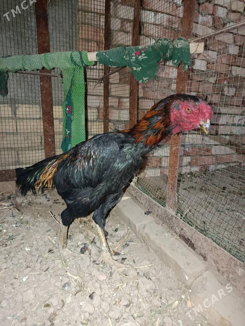 Bayes horazlar - Байрамали - img 5