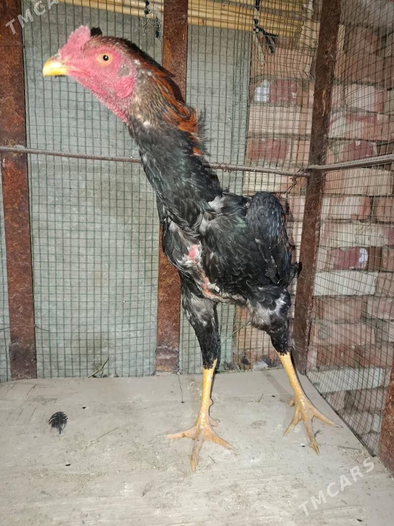 Bayes horazlar - Байрамали - img 4