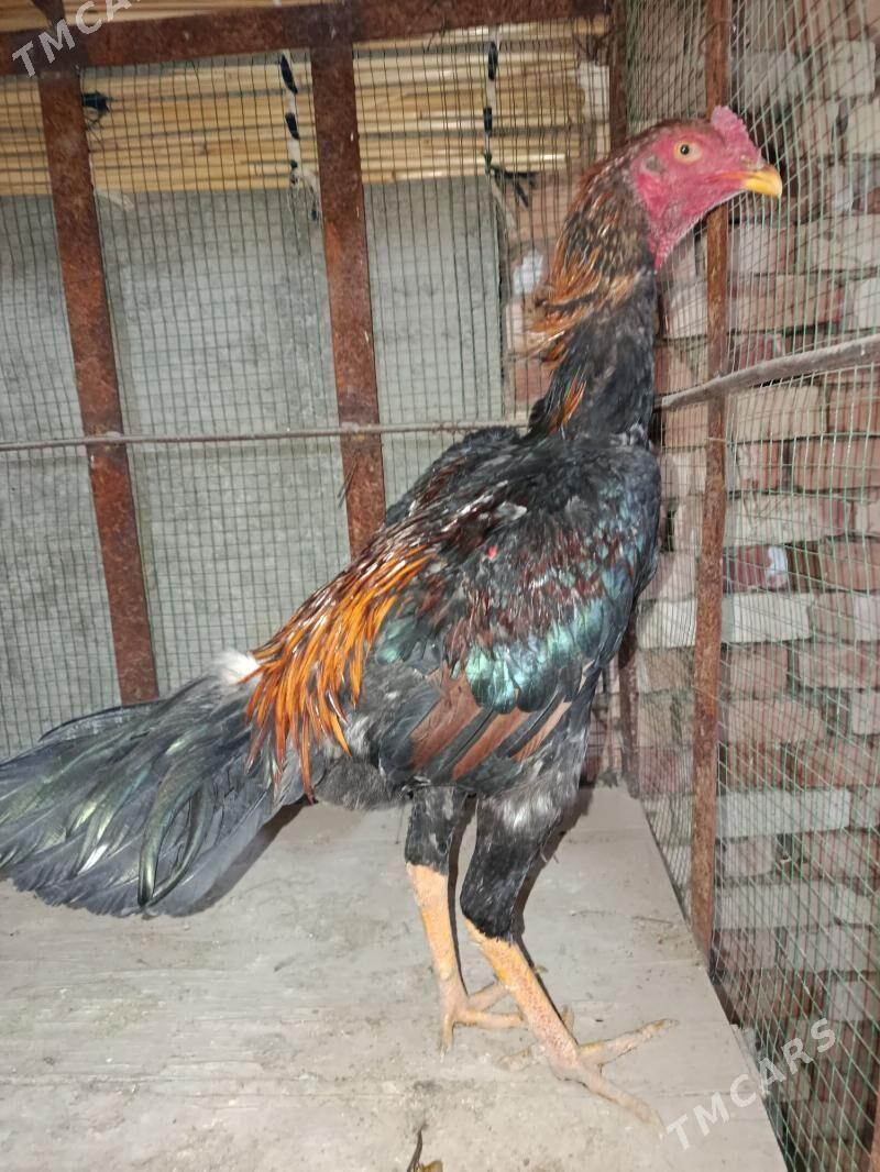 Bayes horazlar - Байрамали - img 3