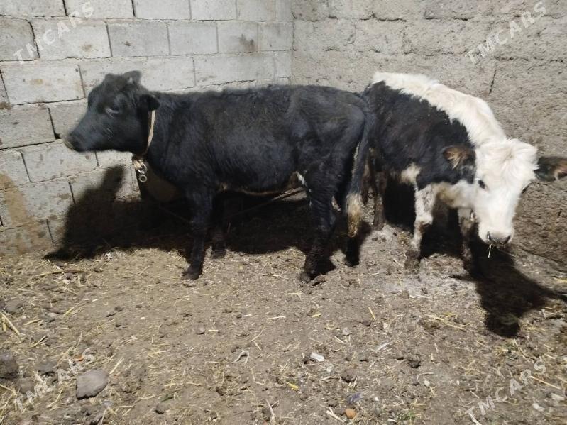 Tuwe - Бузмеин - img 6