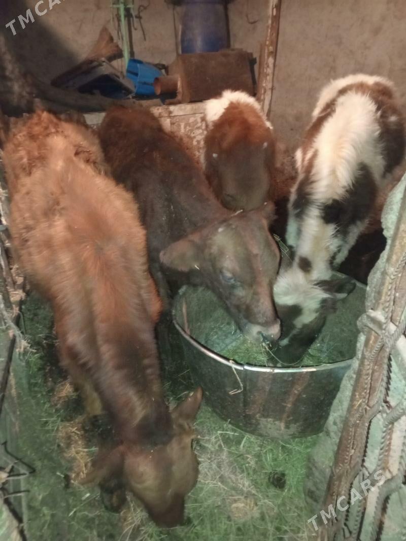 Öküzler - Aşgabat - img 6