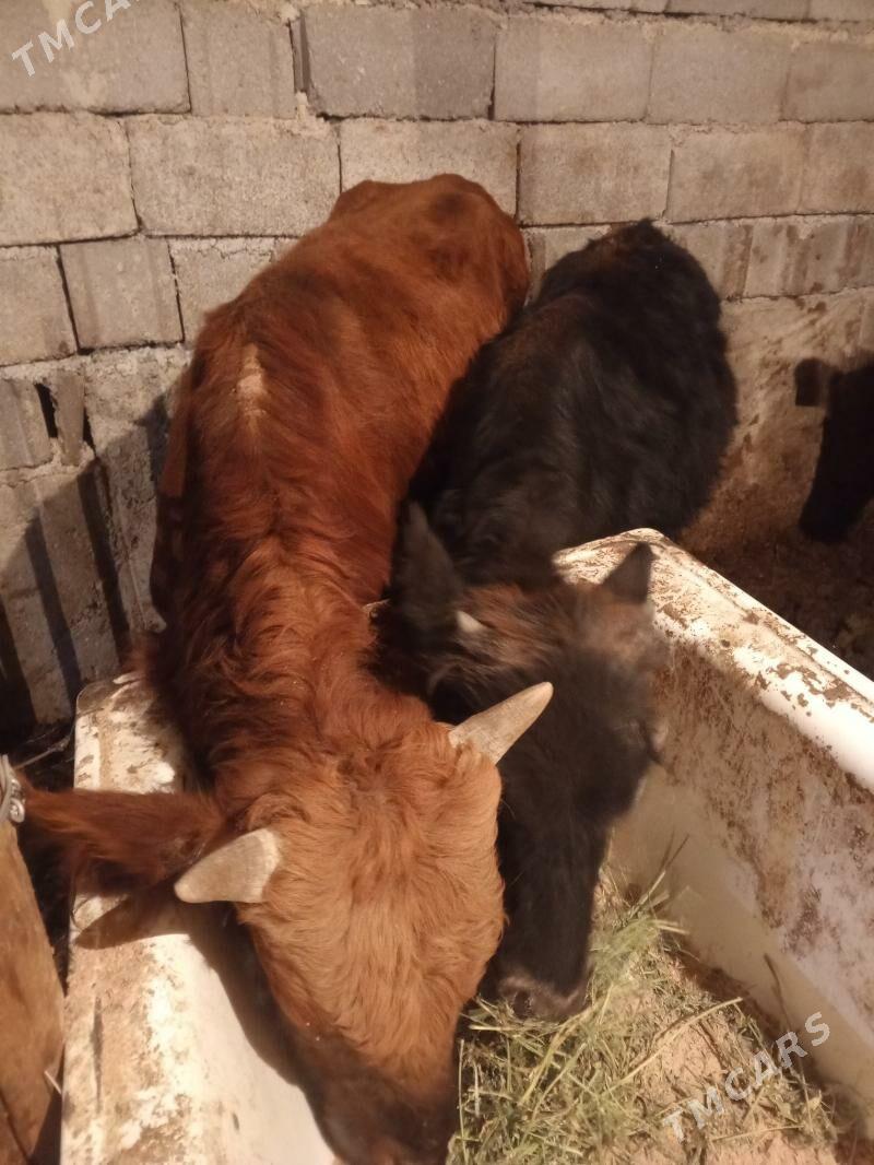 Öküzler - Aşgabat - img 4