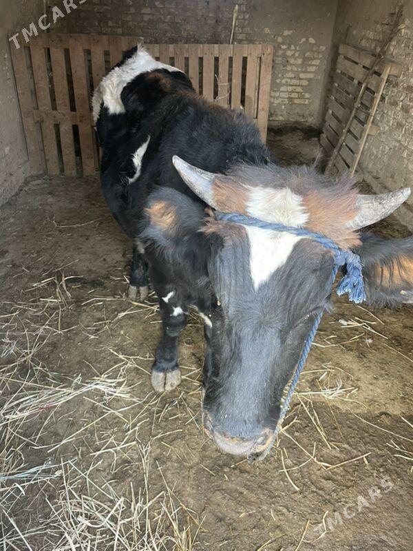 okuz - Bagyr - img 3