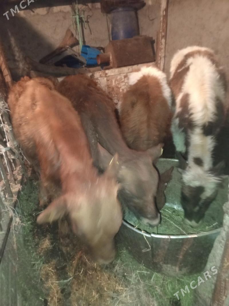 Öküzler - Aşgabat - img 7