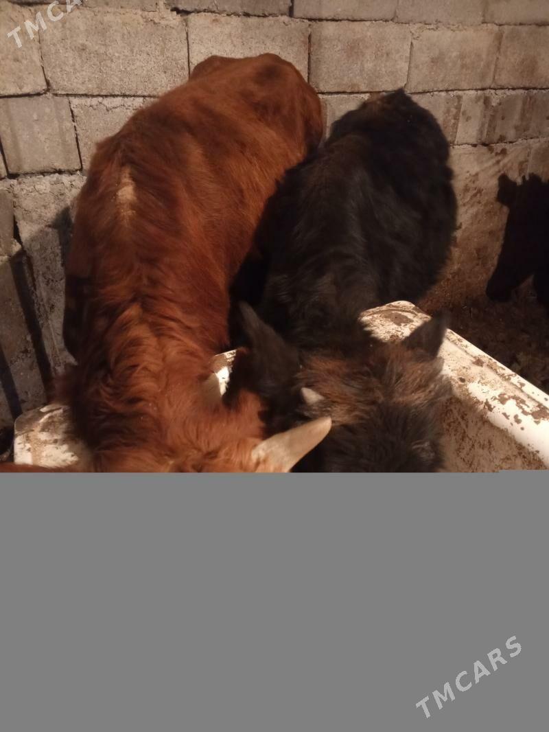 Öküzler - Aşgabat - img 1