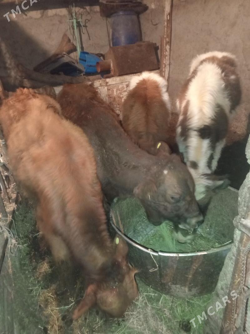 Öküzler - Aşgabat - img 5