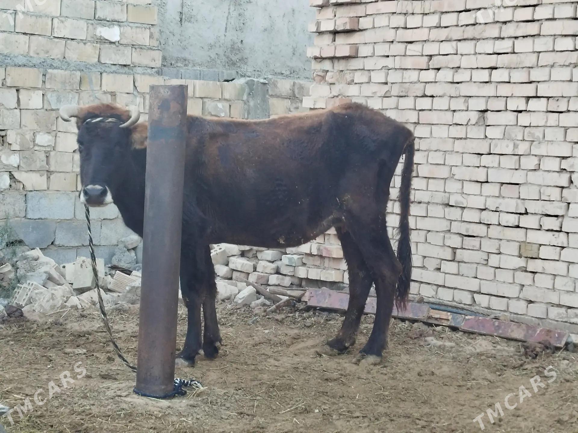 Gysyr sygyr - Чоганлы - img 4