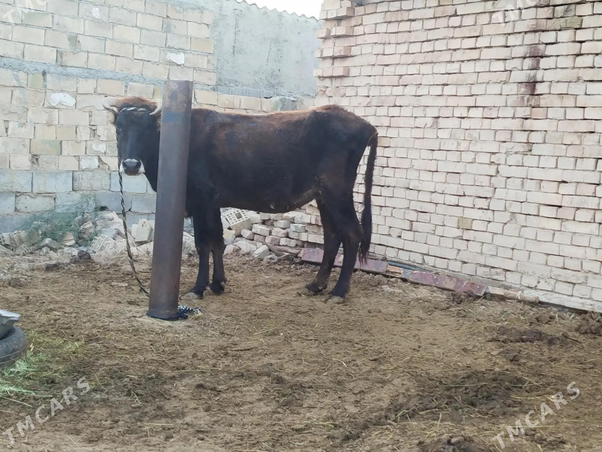 Gysyr sygyr - Чоганлы - img 2