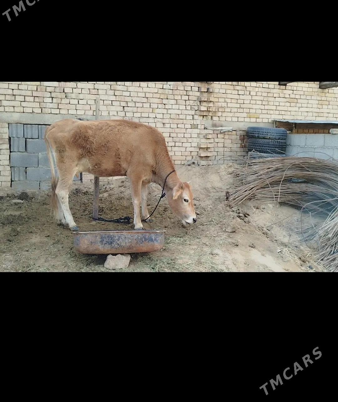 Gysyr sygyr - Чоганлы - img 3