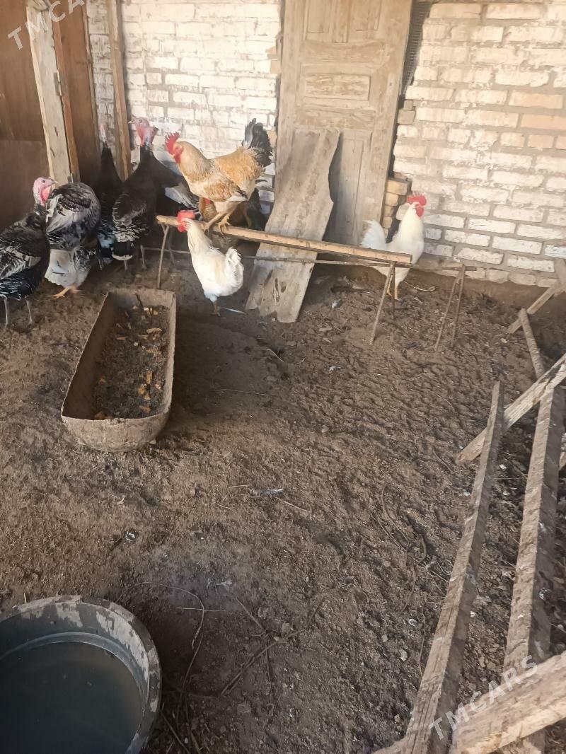 Хораз Horaz - Чарджоу - img 4