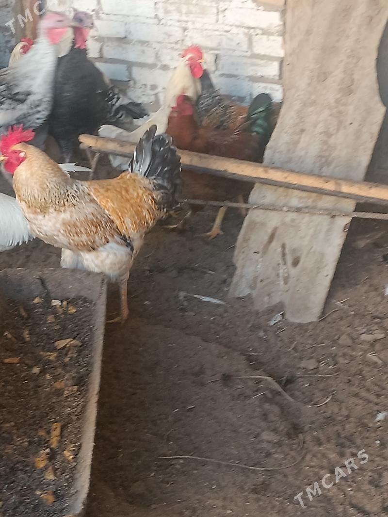 Хораз Horaz - Чарджоу - img 2