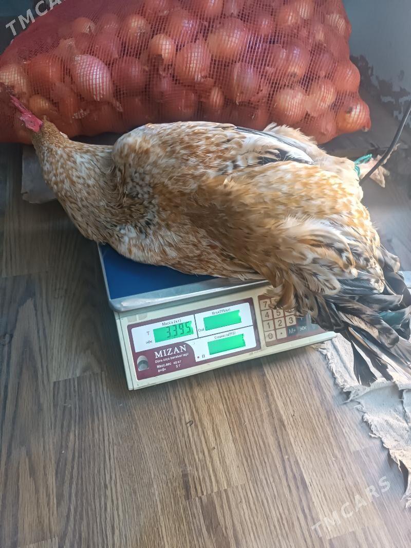 Хораз Horaz - Чарджоу - img 5