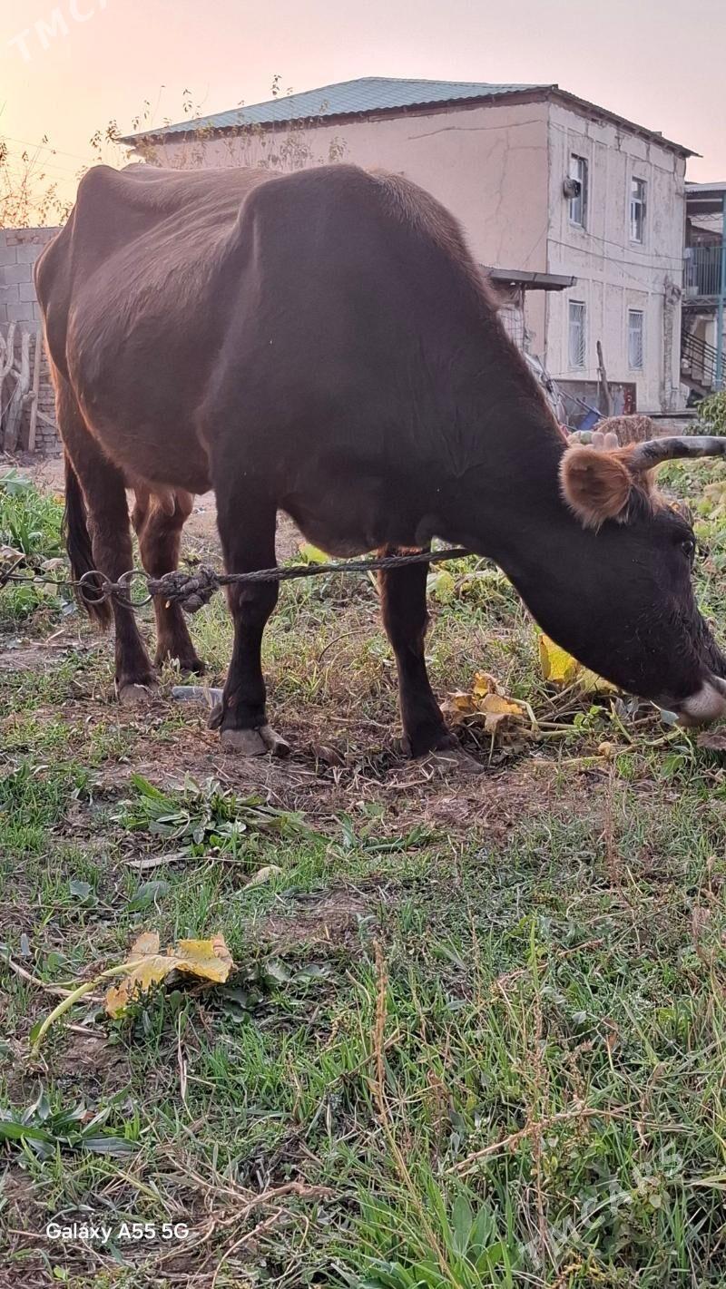 Göleli sygyr. - Гёкдепе - img 3