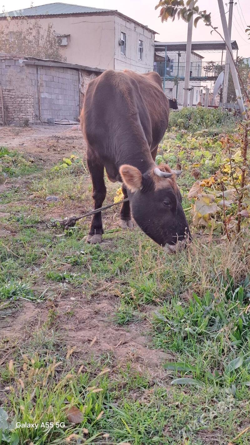 Göleli sygyr. - Гёкдепе - img 9