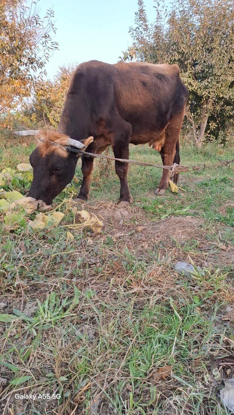 Göleli sygyr. - Гёкдепе - img 4