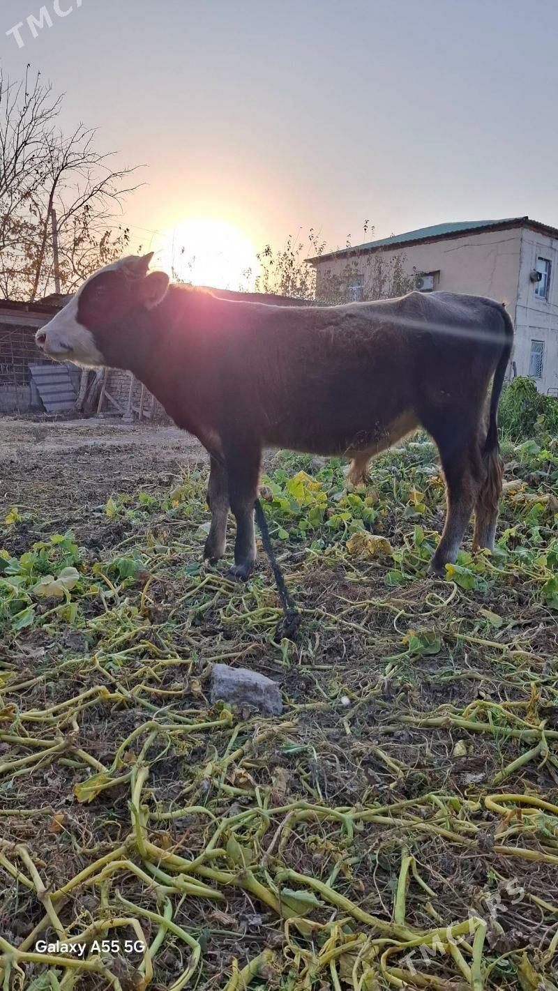 Göleli sygyr. - Гёкдепе - img 7