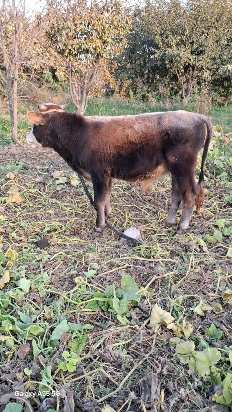 Göleli sygyr. - Гёкдепе - img 8