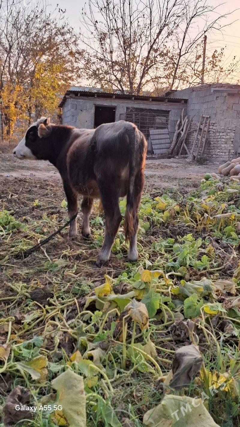 Göleli sygyr. - Гёкдепе - img 6