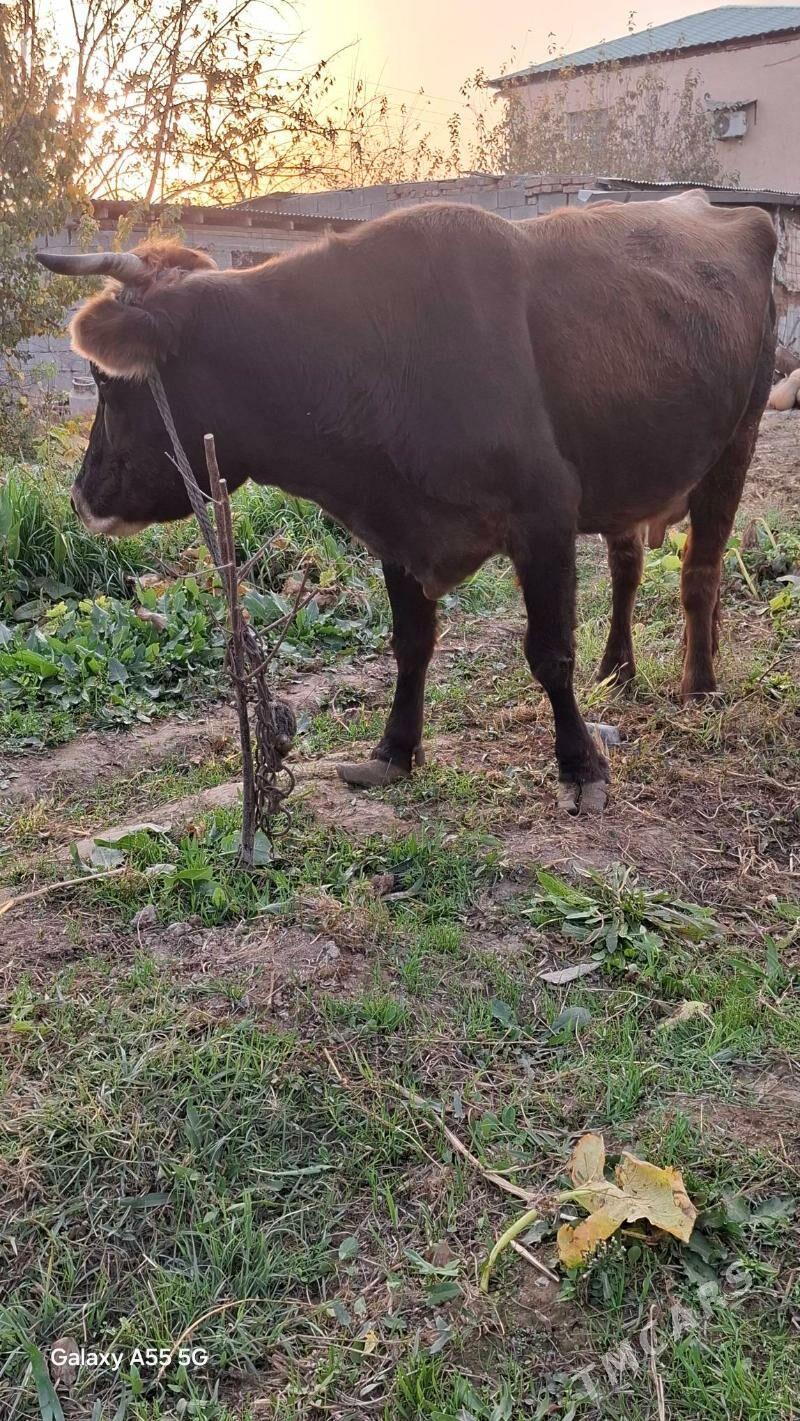 Göleli sygyr. - Гёкдепе - img 2