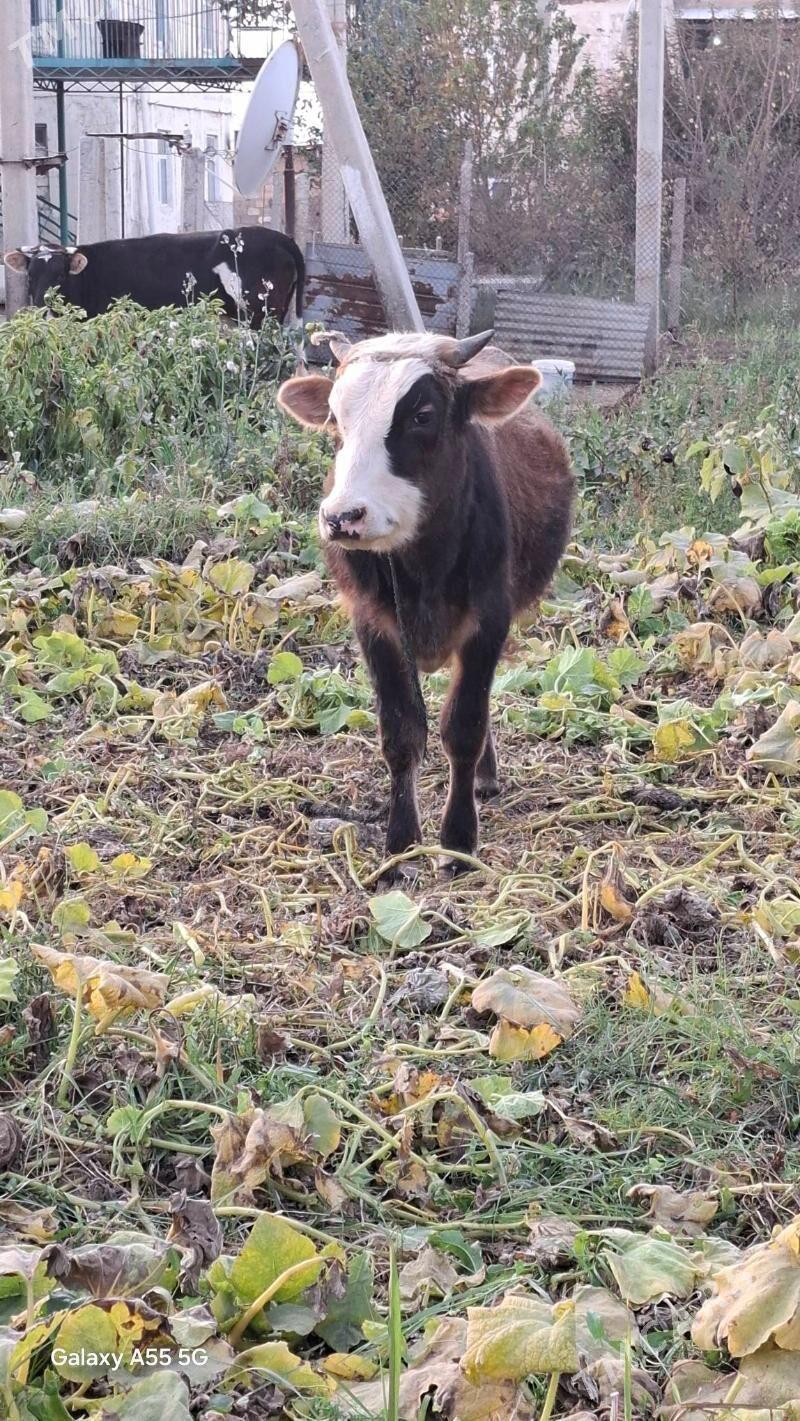 Göleli sygyr. - Гёкдепе - img 10