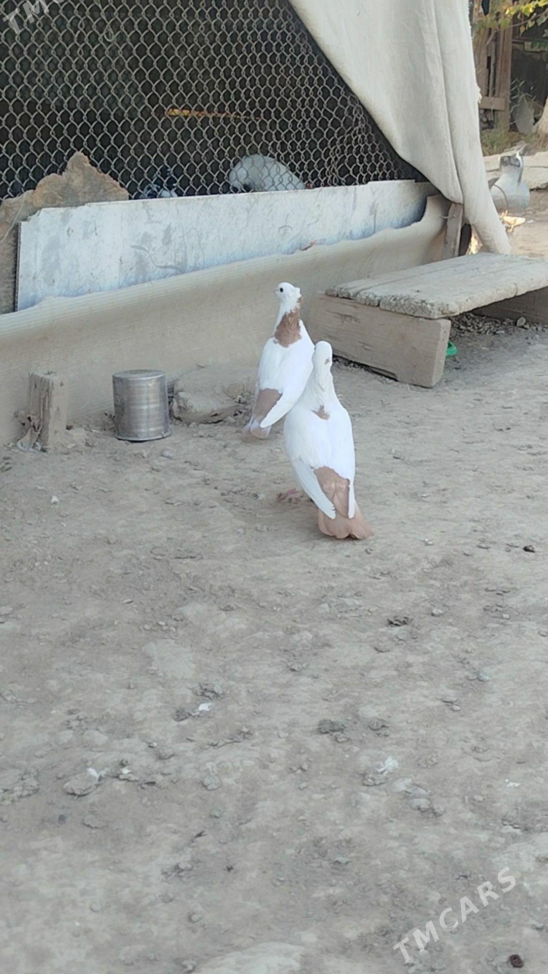 kepder - Mary - img 2