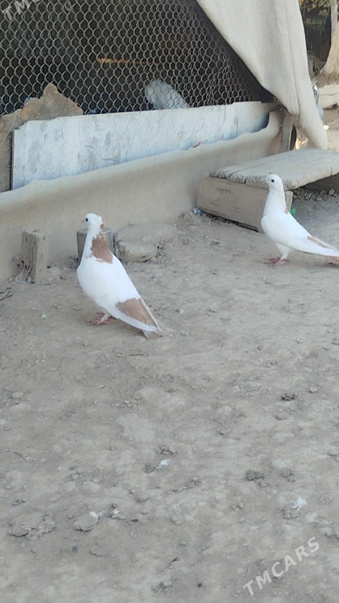 kepder - Mary - img 6