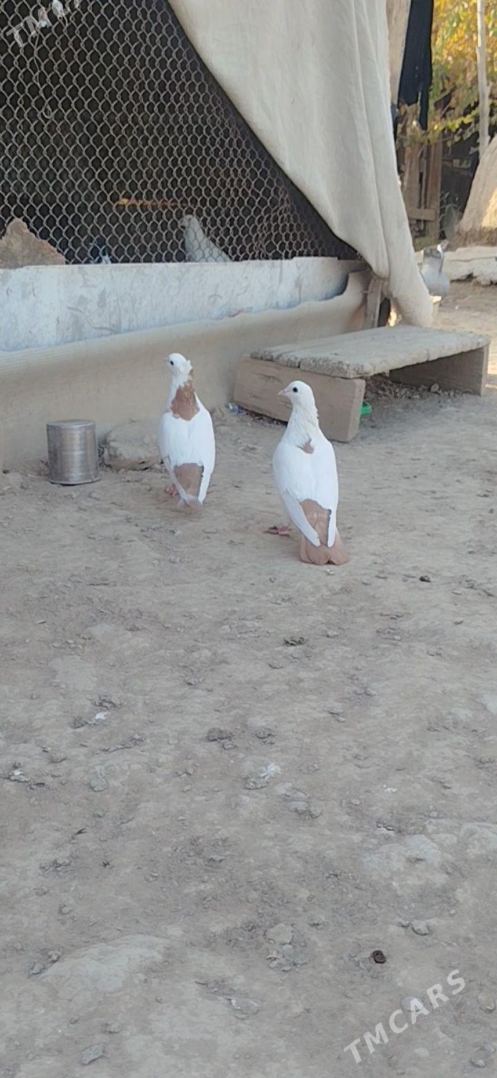 kepder - Mary - img 4